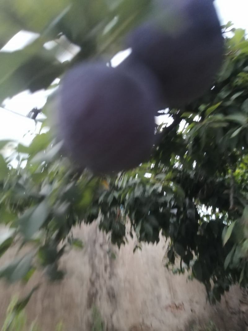 黑巨力李子现在已经陆陆续续上市，口感酸甜，个头大，耐运输