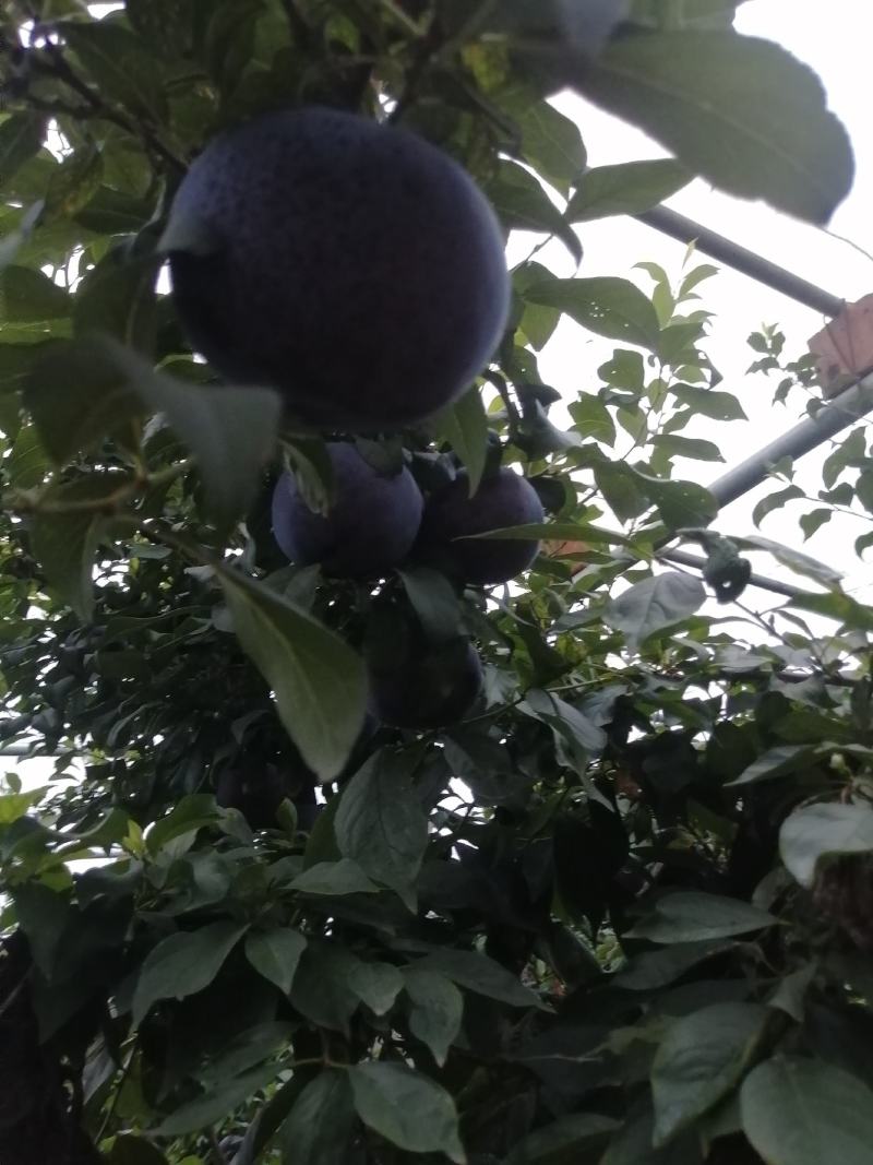 黑巨力李子现在已经陆陆续续上市，口感酸甜，个头大，耐运输