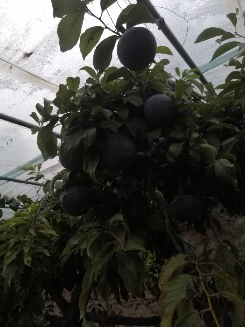 黑巨力李子现在已经陆陆续续上市，口感酸甜，个头大，耐运输