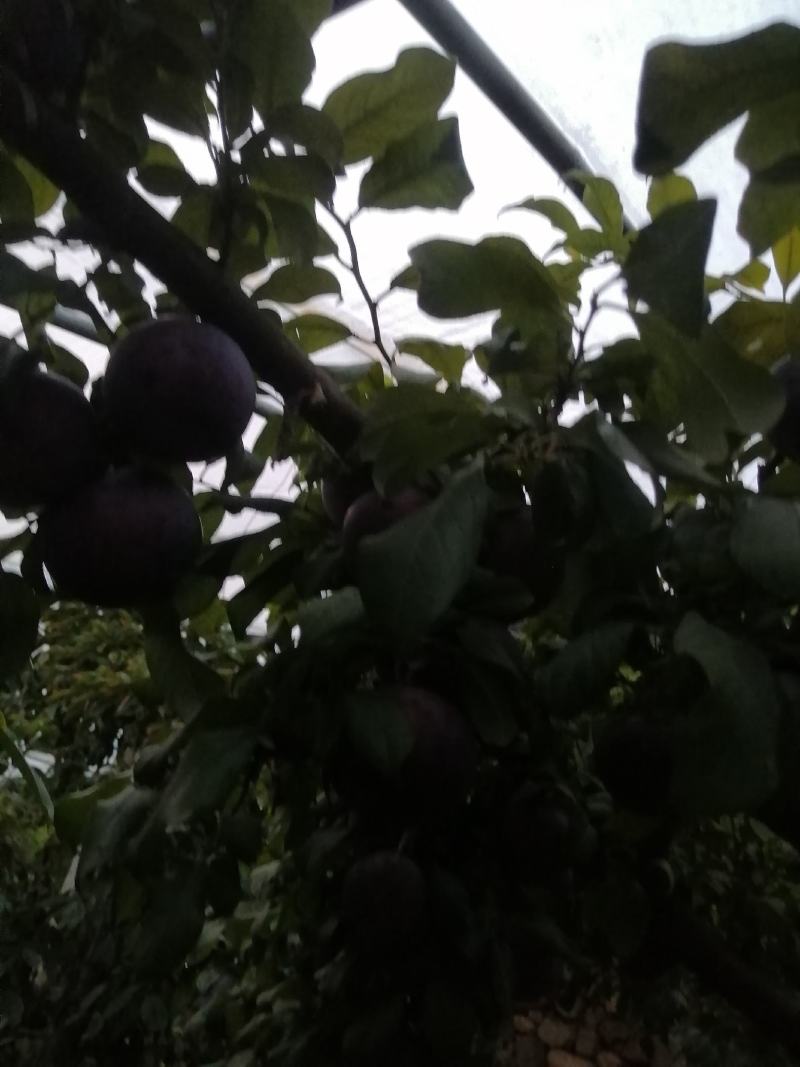黑巨力李子现在已经陆陆续续上市，口感酸甜，个头大，耐运输