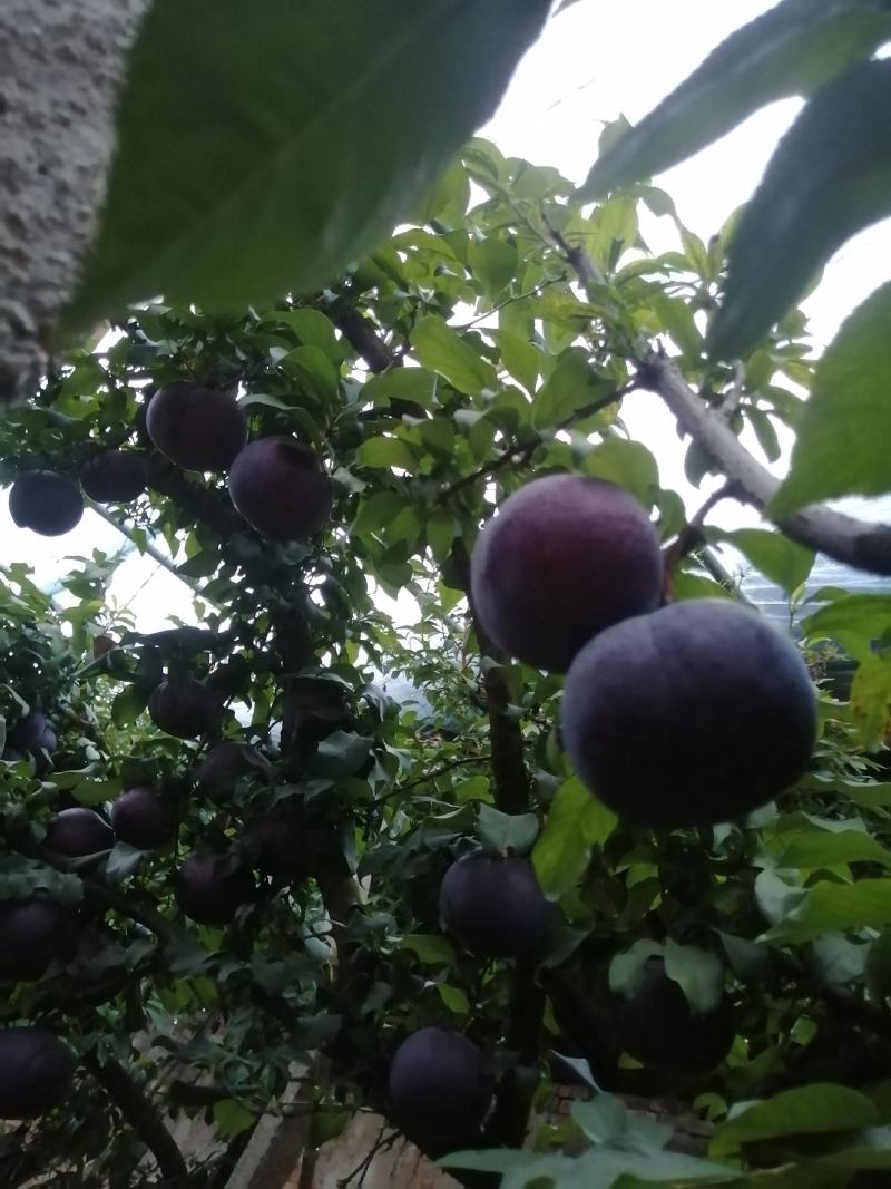 黑巨力李子现在已经陆陆续续上市，口感酸甜，个头大，耐运输