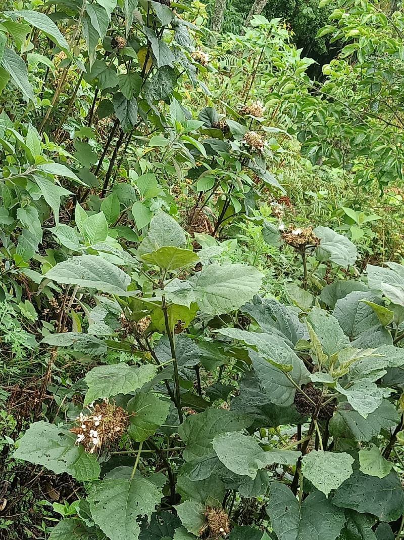 多年野生臭牡丹、臭梧桐、大红袍，有白花和紫花，需要预定。