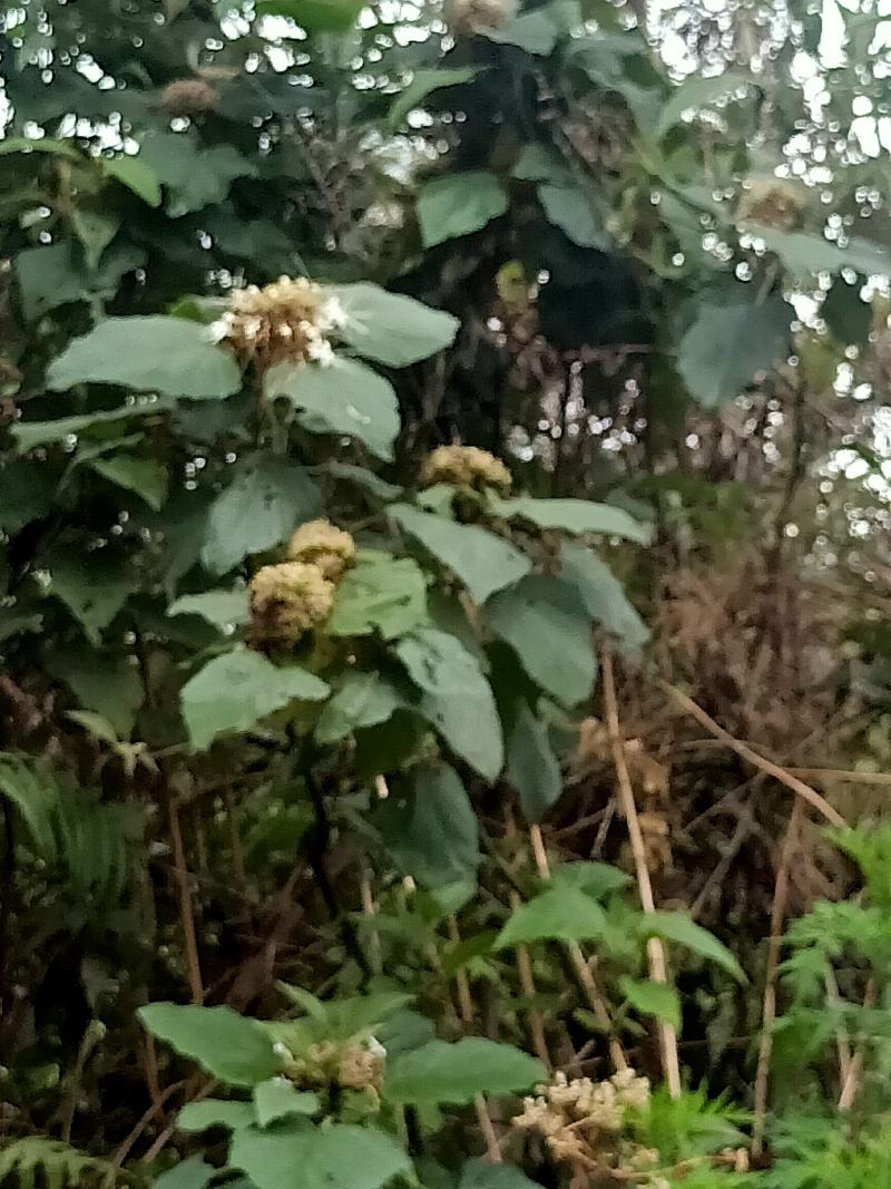 多年野生臭牡丹、臭梧桐、大红袍，有白花和紫花，需要预定。