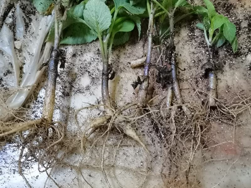 甘肃定西大丽花种球种苗绿化观赏切花庭院盆栽
