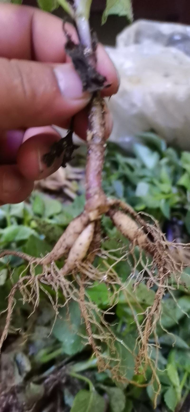 甘肃定西大丽花种球种苗绿化观赏切花庭院盆栽