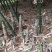 竹笋大量上市，合适做螺丝粉配料，水煮甜笋，酸笋，笋片