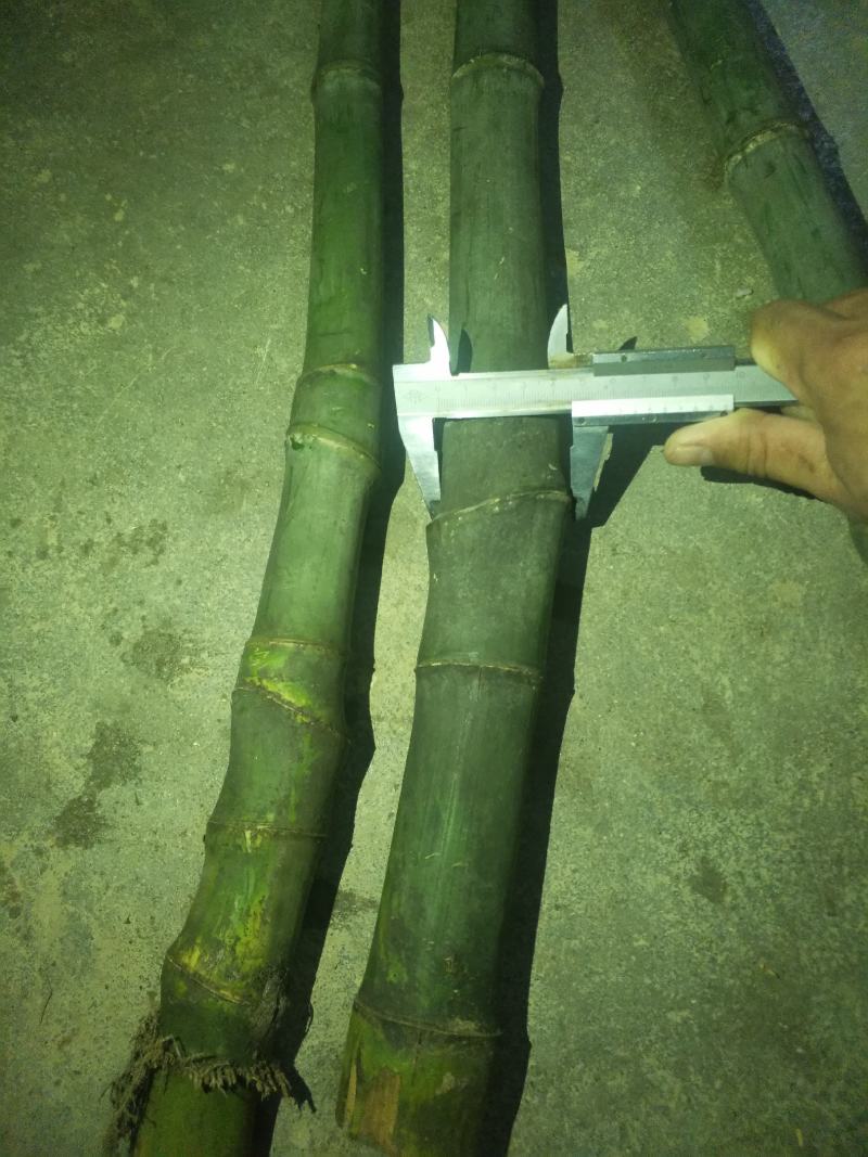 大量实心竹，各种规格，全国各地发货保质保量