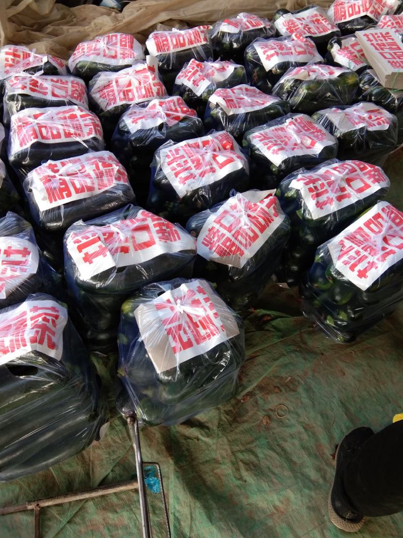河南博爱精品小南瓜，颜色绿条型均匀，大量上市中，基地直发