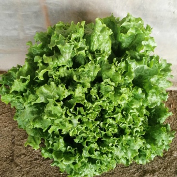 （基地直供）青海西宁生菜，品质上乘，全国发货，货源充足。