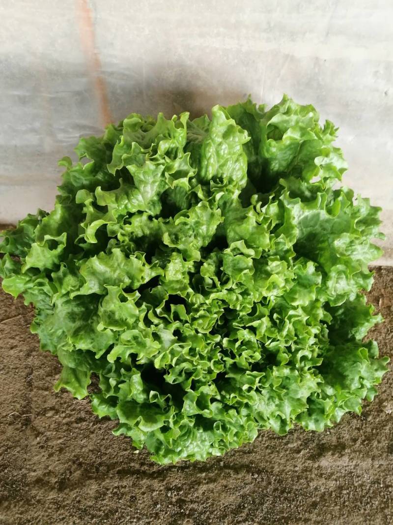 （基地直供）青海西宁生菜，品质上乘，全国发货，货源充足。