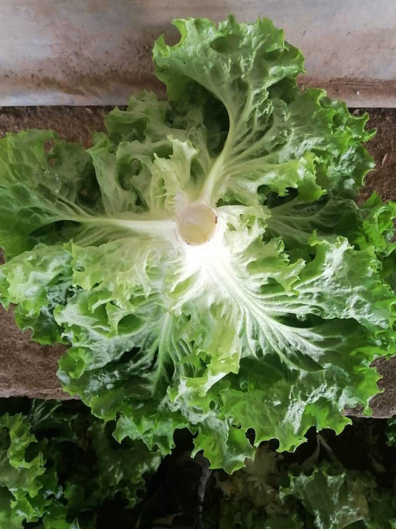 （基地直供）青海西宁生菜，品质上乘，全国发货，货源充足。