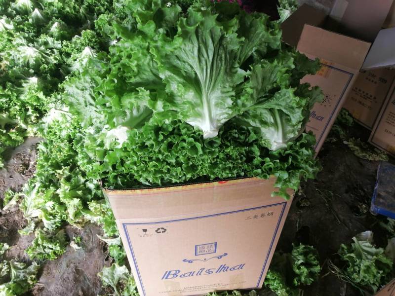 （基地直供）青海西宁生菜，品质上乘，全国发货，货源充足。