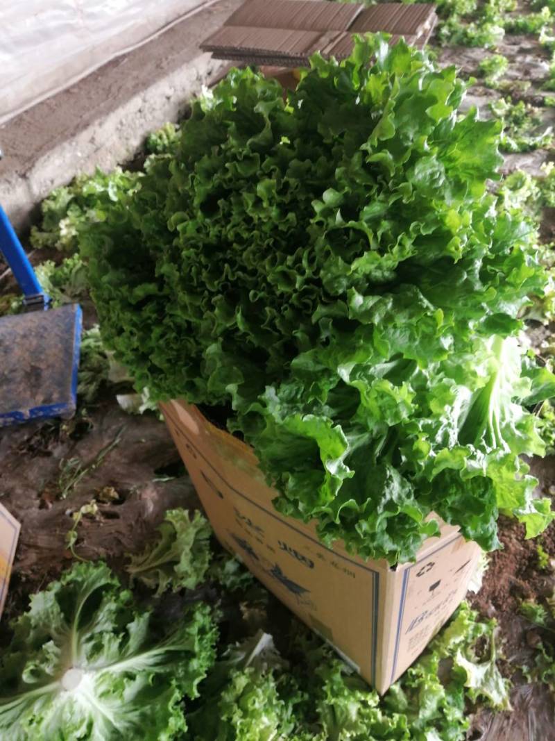 （基地直供）青海西宁生菜，品质上乘，全国发货，货源充足。