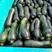 河南博爱精品小南瓜，颜色绿条型均匀，大量上市中，基地直发