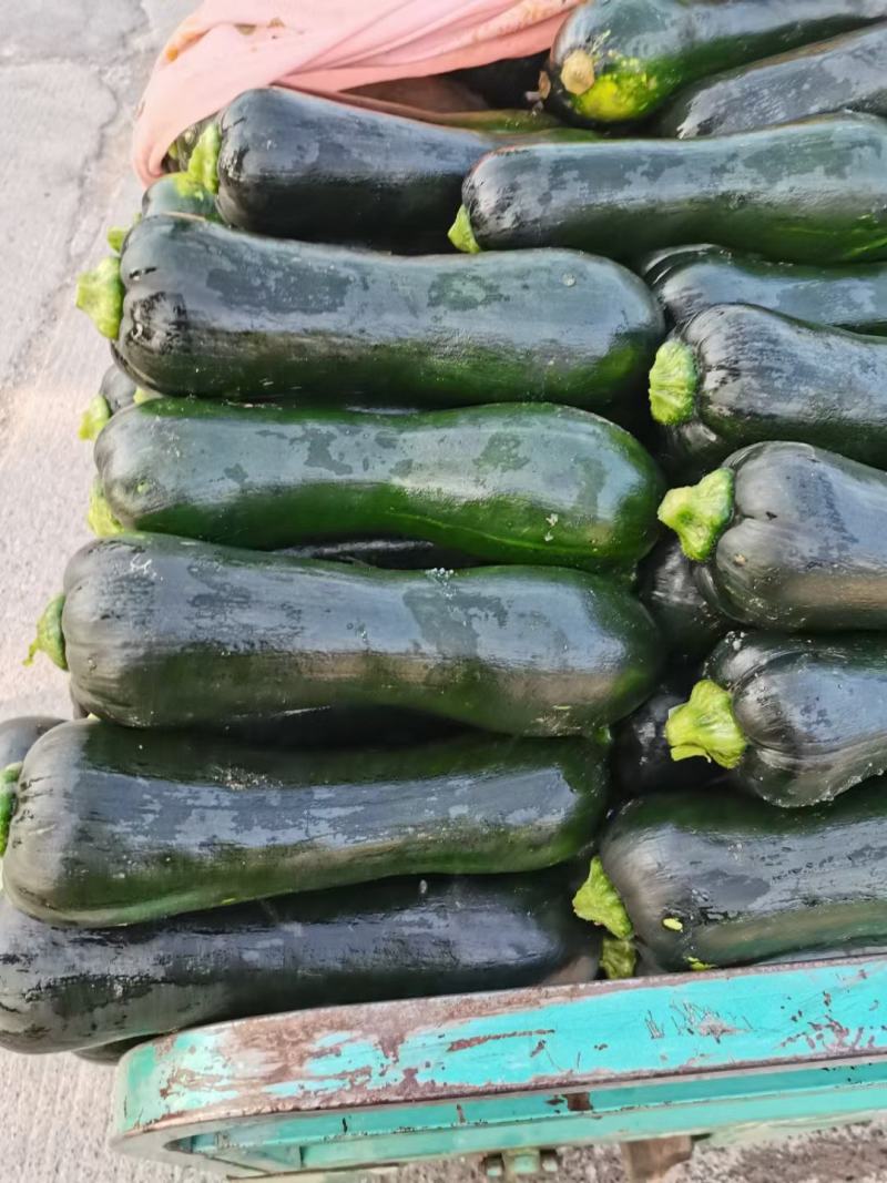 河南博爱精品小南瓜，颜色绿条型均匀，大量上市中，基地直发