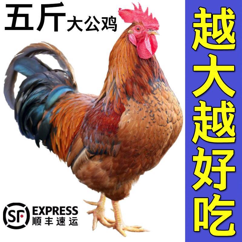 山东大公鸡现杀土公鸡农村散养老公鸡杂粮喂养新鲜鸡肉包邮