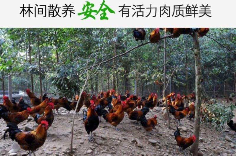 山东大公鸡现杀土公鸡农村散养老公鸡杂粮喂养新鲜鸡肉包邮