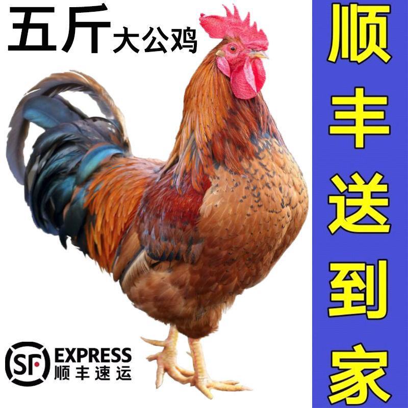 山东大公鸡现杀土公鸡农村散养老公鸡杂粮喂养新鲜鸡肉包邮