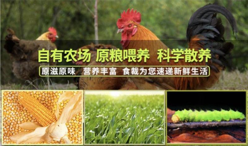 山东大公鸡现杀土公鸡农村散养老公鸡杂粮喂养新鲜鸡肉包邮