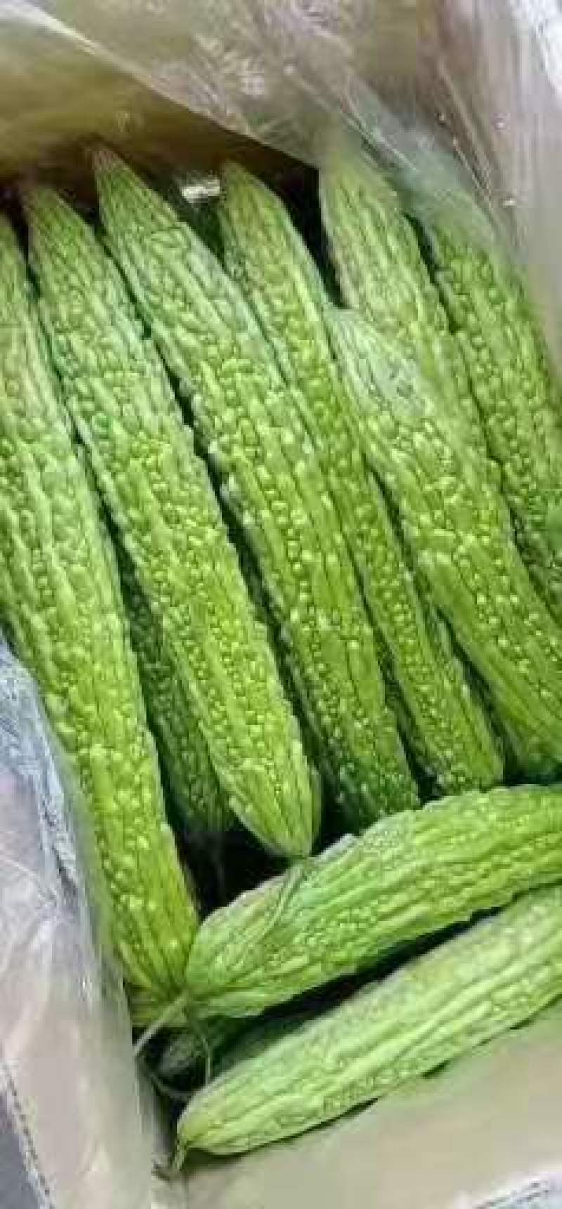 博爱精品苦瓜，条型好，颜色绿，个头均匀，上市中，基地直发