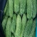 博爱精品苦瓜，条型好，颜色绿，个头均匀，上市中，基地直发