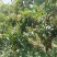 苗岭【台农芒果】、自家种植一手货源，欢迎各位老板选购。