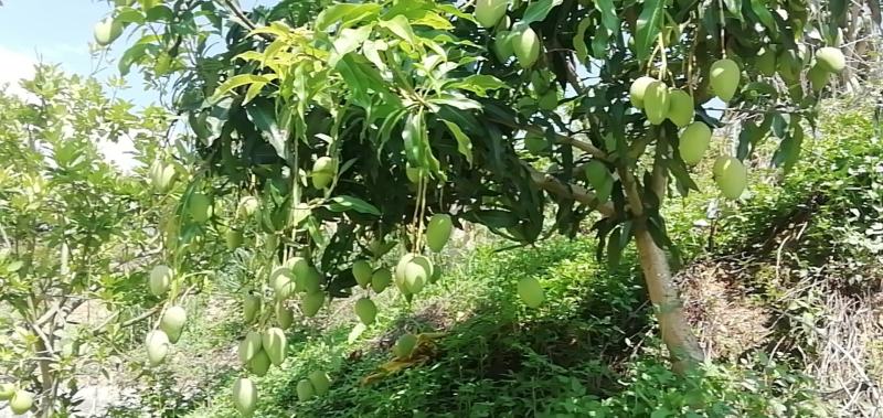 苗岭【台农芒果】、自家种植一手货源，欢迎各位老板选购。