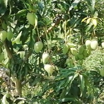 苗岭【台农芒果】、自家种植一手货源，欢迎各位老板选购。