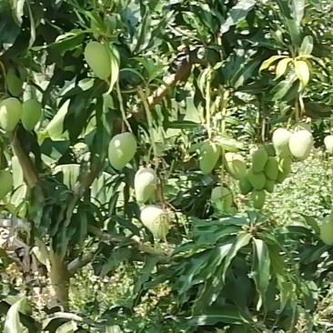苗岭【台农芒果】、自家种植一手货源，欢迎各位老板选购。