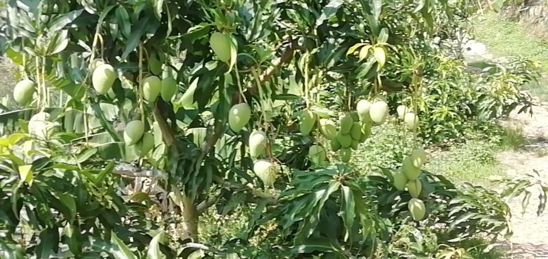 苗岭【台农芒果】、自家种植一手货源，欢迎各位老板选购。