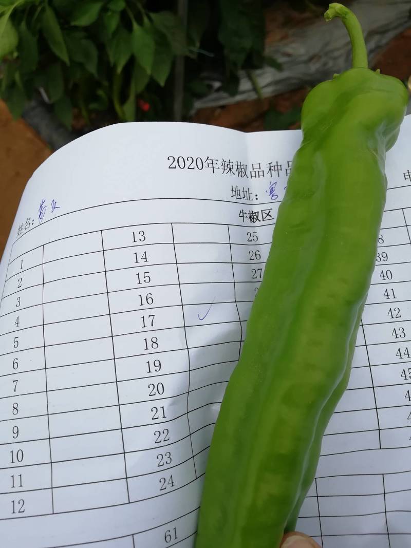陕西精品，螺丝椒，辣椒大量上市，大量有货，欢迎订购