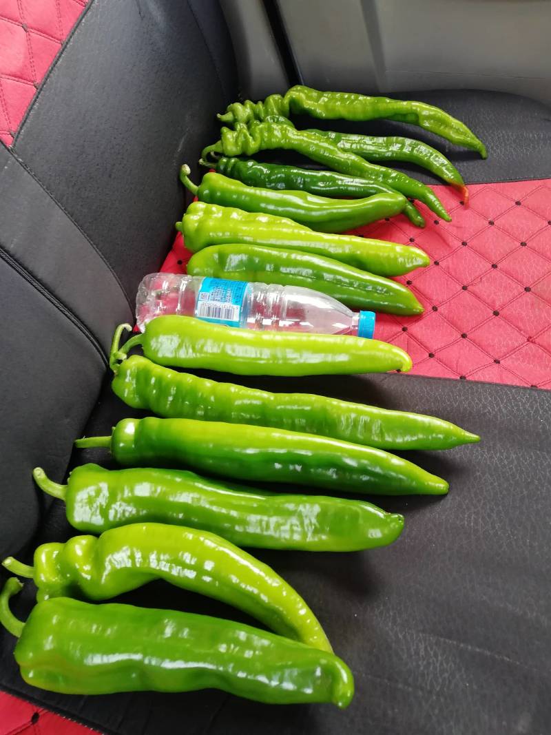 陕西精品，螺丝椒，辣椒大量上市，大量有货，欢迎订购