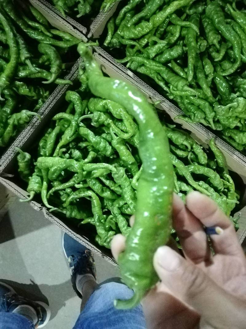 陕西精品，螺丝椒，辣椒大量上市，大量有货，欢迎订购