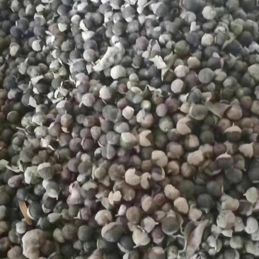 蔓荆子(包邮)，3斤起批发，零售量大从优