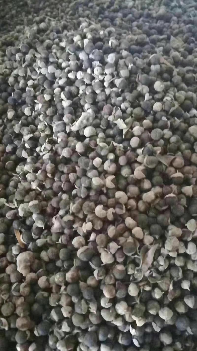 蔓荆子(包邮)，3斤起批发，零售量大从优