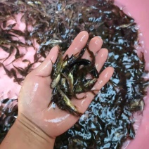 本地场地，直销黄骨鱼苗，欢迎老板来下单。