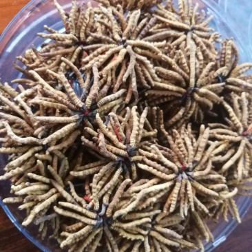 冬虫夏草(包邮)，3克起批发，零售量大从优
