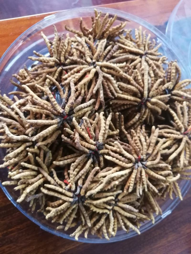 冬虫夏草(包邮)，3克起批发，零售量大从优