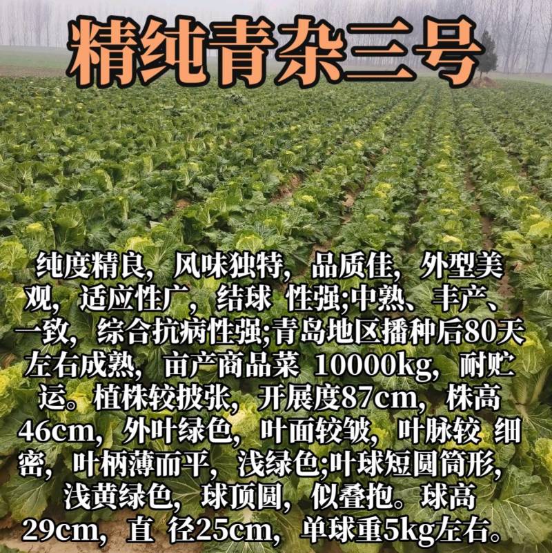 冬储大白菜种子青杂三号，抗病高产耐寒越冬秋播黄心基地专用