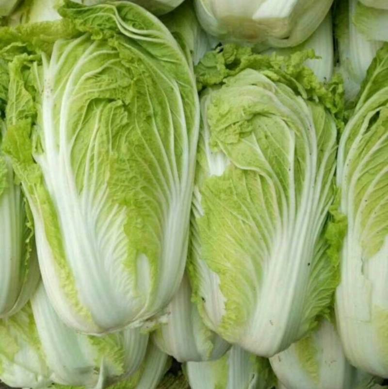 冬储大白菜种子青杂三号，抗病高产耐寒越冬秋播黄心基地专用