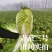 冬储大白菜种子青杂三号，抗病高产耐寒越冬秋播黄心基地专用