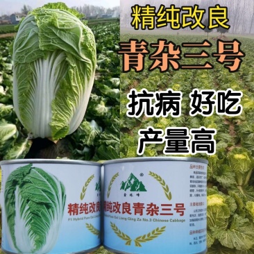 冬储大白菜种子青杂三号，抗病高产耐寒越冬秋播黄心基地专用