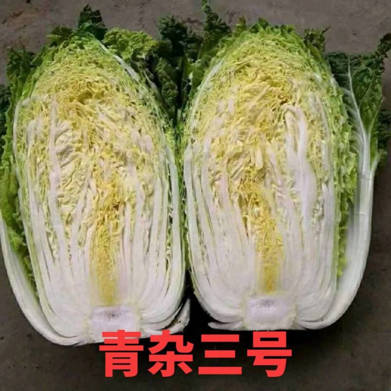 冬储大白菜种子青杂三号，抗病高产耐寒越冬秋播黄心基地专用