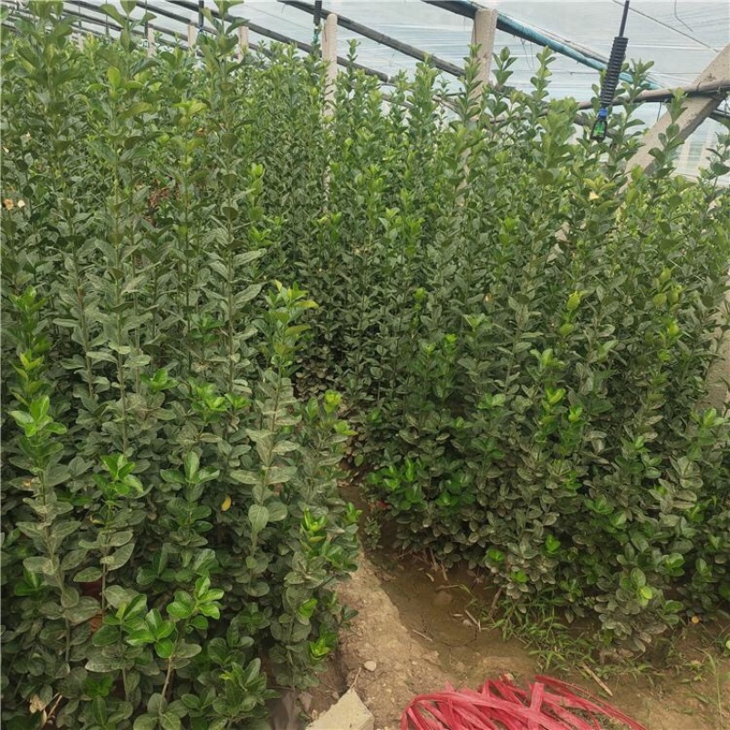 北海道黄杨四级常青苗木绿篱园林绿化专用