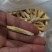 牛大力(包邮)，3斤起批发，零售量大从优