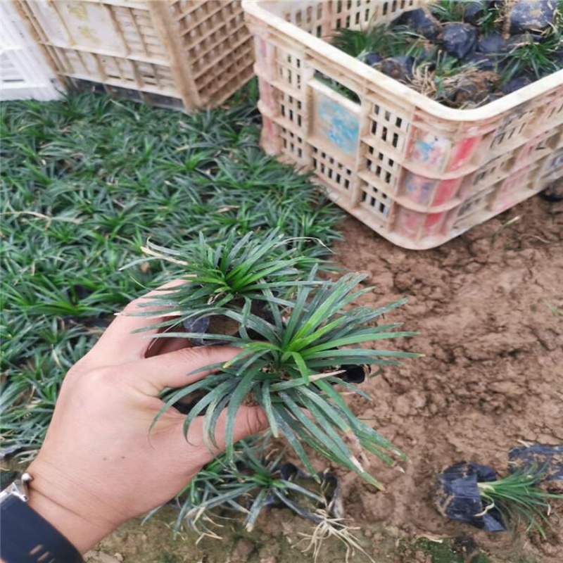 日本矮麦冬观赏草基地批发别墅园林绿化专用