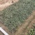 日本矮麦冬观赏草基地批发别墅园林绿化专用