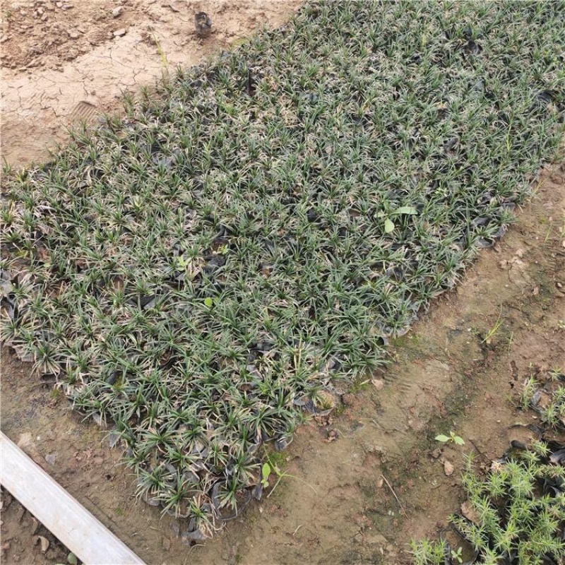 日本矮麦冬观赏草基地批发别墅园林绿化专用