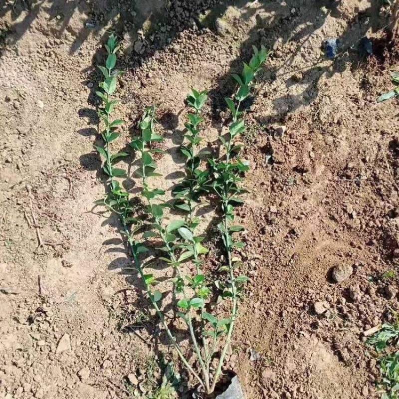 卫矛胶东卫矛公路护坡灌木丛常绿灌木产地批发