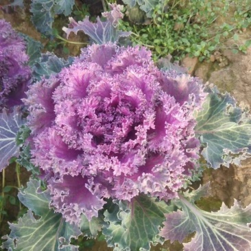 羽衣甘蓝耐寒花卉羽衣甘蓝量大质优批发基地